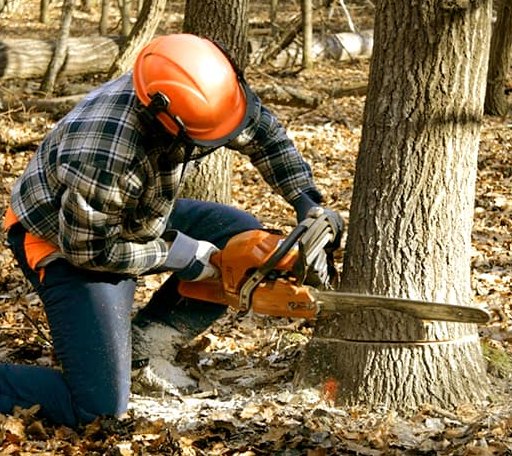 Tree Removal in East Ryegate, VT